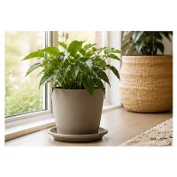 Pflanztopfuntersetzer Mira Taupe Ø 19cm
