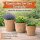 Tontöpfe 3er Set – Mediterrane Pflanzgefäße aus Terracotta für Indoor & Outdoor