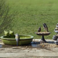 Vogeltränke rund grün – Terracotta – Wasserstelle & Badeplatz für Vögel