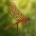 Gartenstecker Libelle aus Weichstahl – dekorative Gartendeko