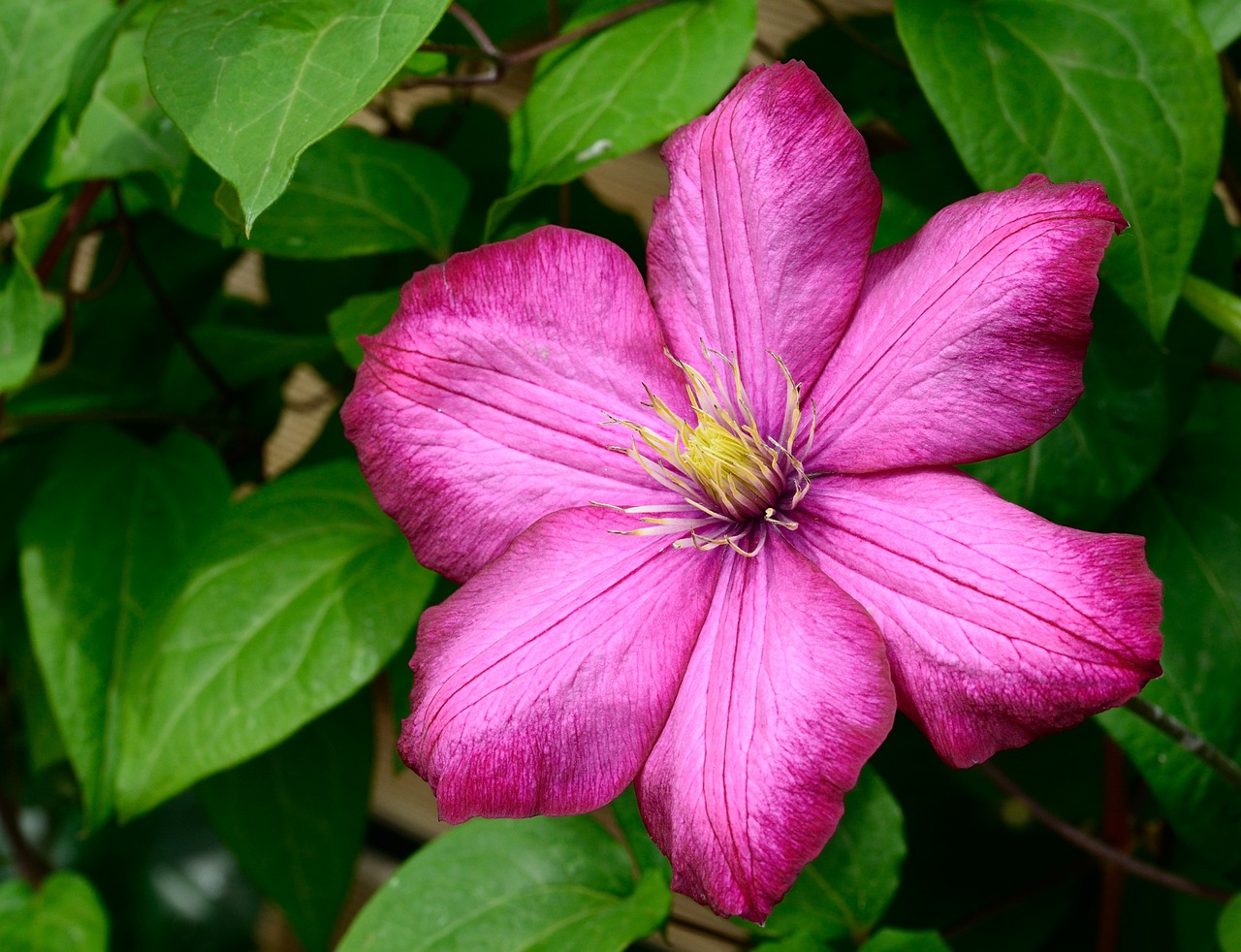 Rankpflanze Clematis Rankpflanzen-Begrünung-Hauswand